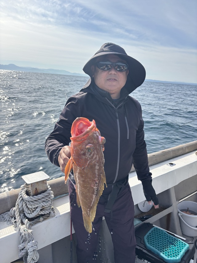 アコウ(キジハタ)