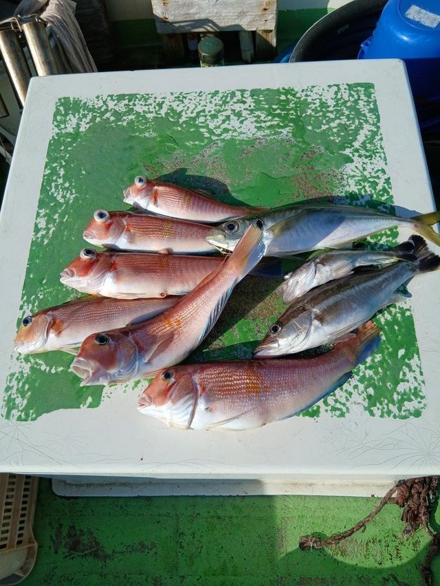 アラ・アジ(マアジ)・アマダイ(アカアマダイ)