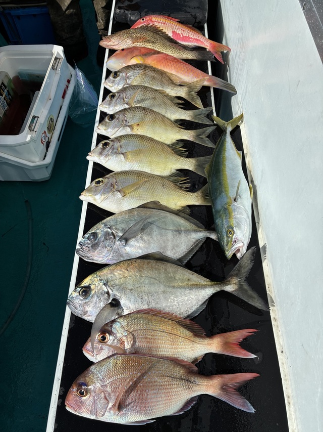 マダイ・オキアジ・ツバス(ブリ)・メイチダイ