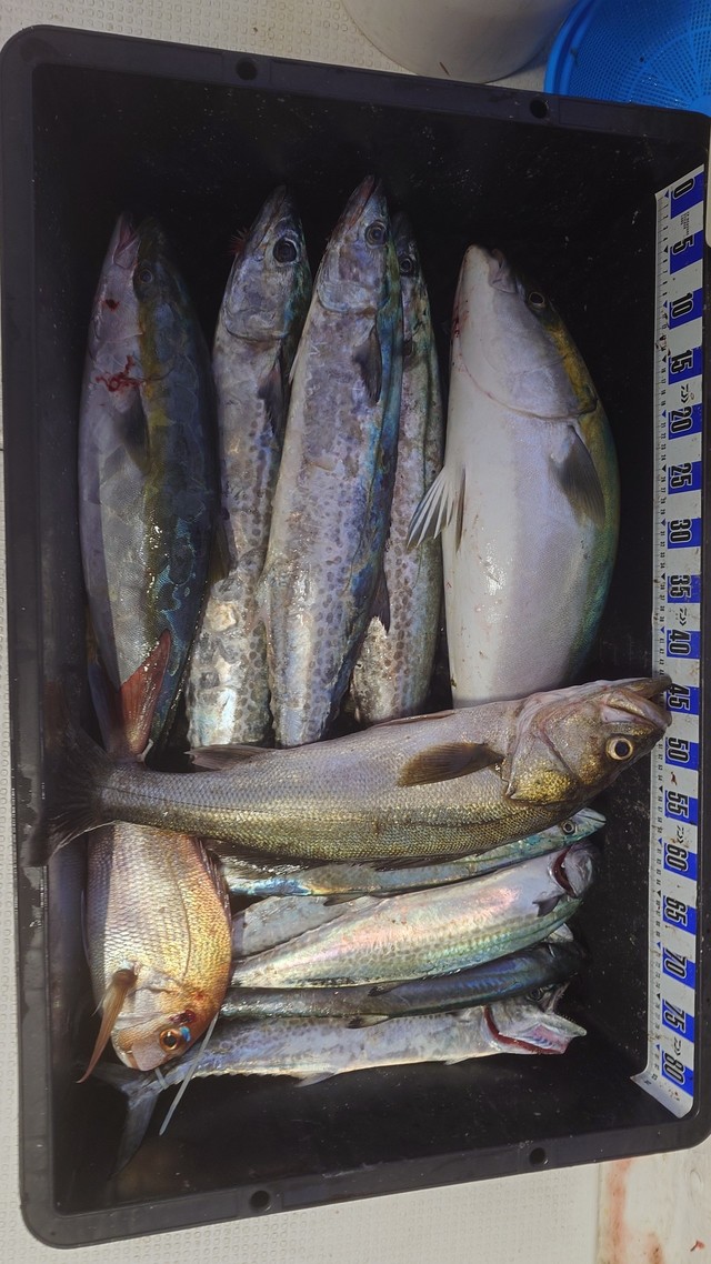 タイ(マダイ)・スズキ・ブリ・サワラ