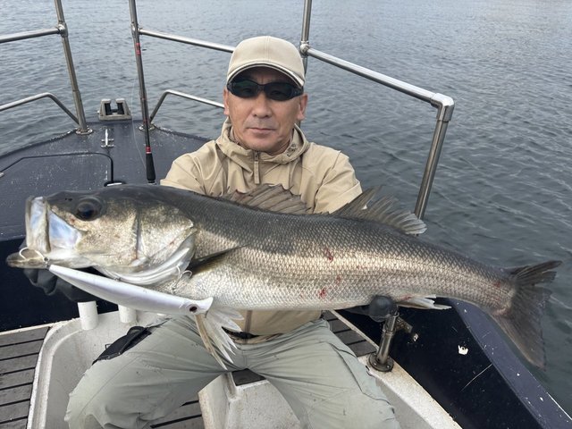 シーバス(スズキ)