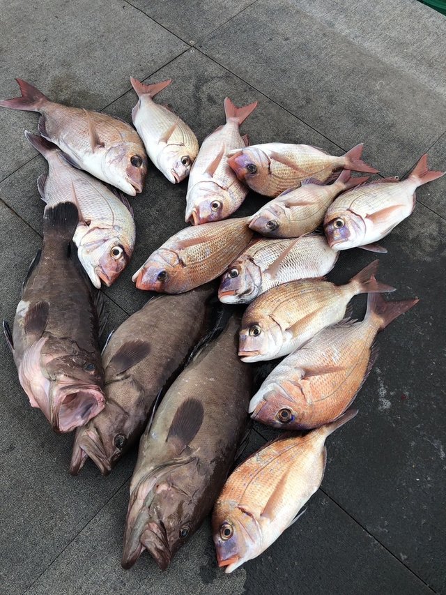 マダイ・ハナダイ(チダイ)・マハタ