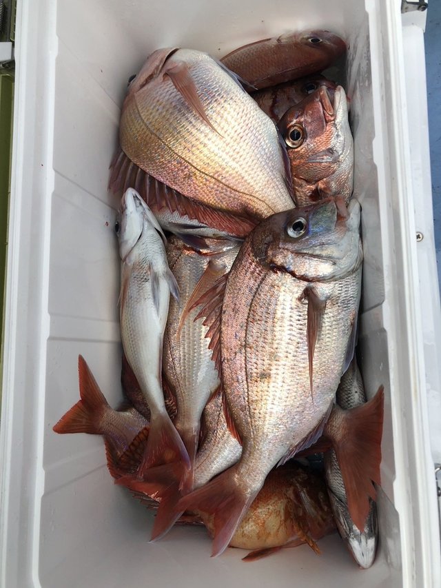 ハナダイ(チダイ)