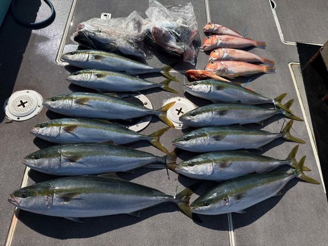 ハマチ(ブリ)・アマダイ(アカアマダイ)