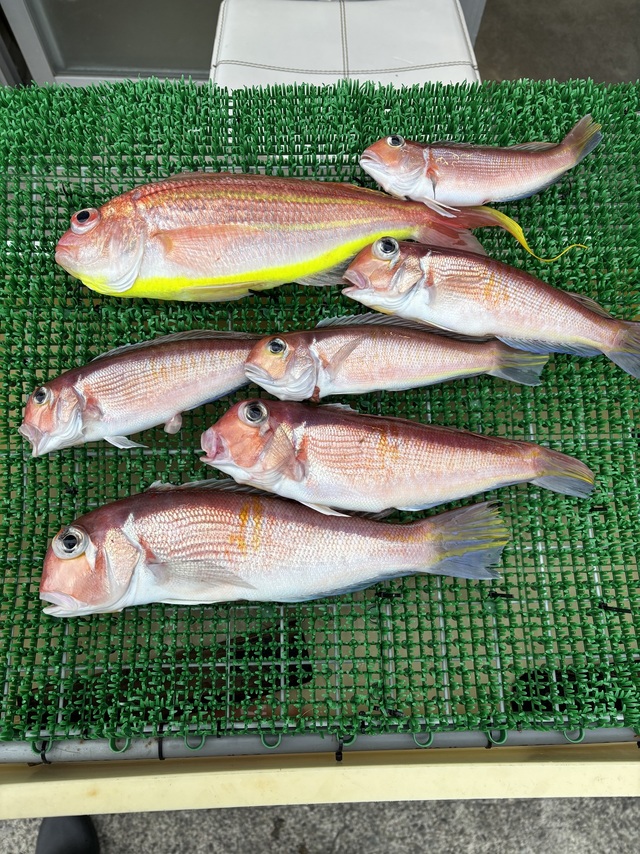 アマダイ(アカアマダイ)