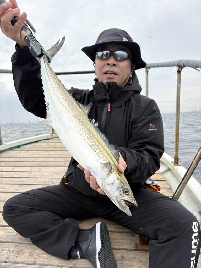 サゴシ(サワラ)