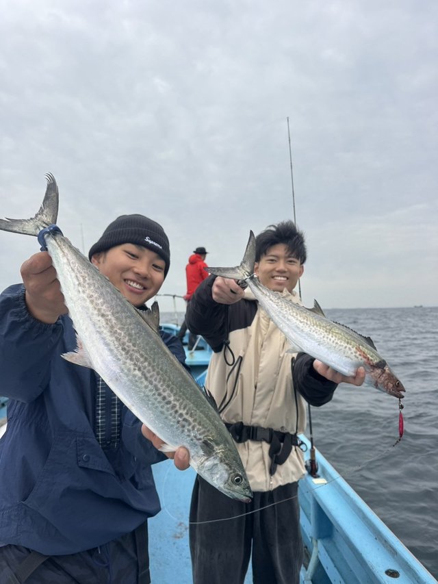 サゴシ(サワラ)