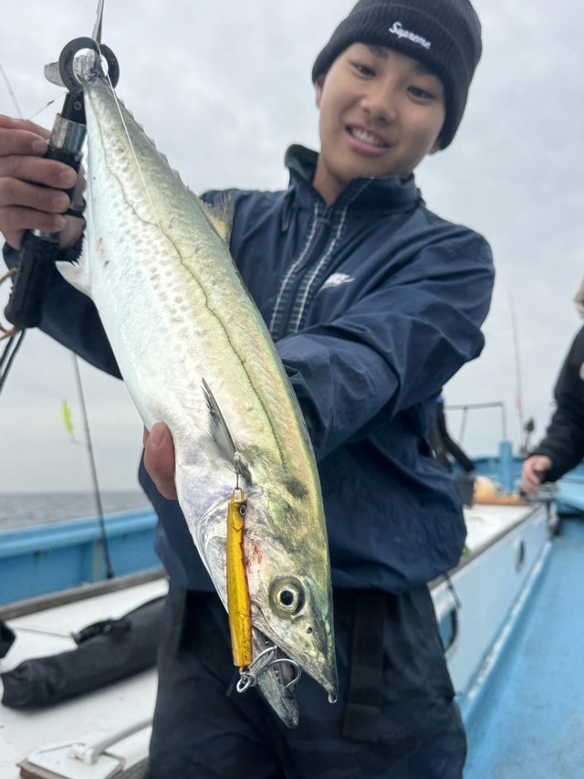 サゴシ(サワラ)