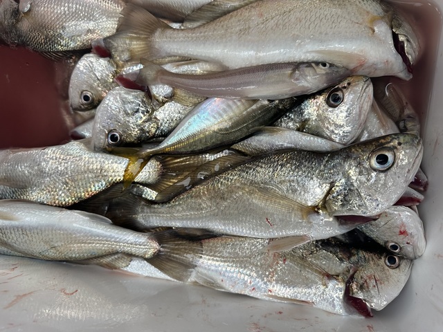 イシモチ(シログチ)