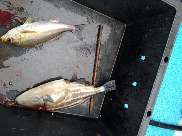 イサキ・ウマヅラ(ウマヅラハギ)