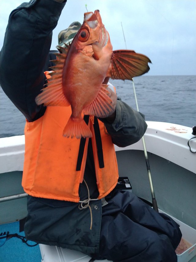 チカメ(チカメキントキ)