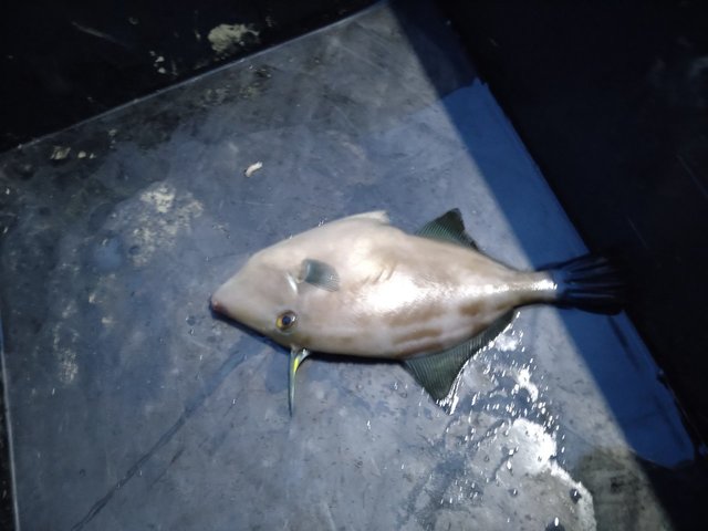 ウマヅラ(ウマヅラハギ)