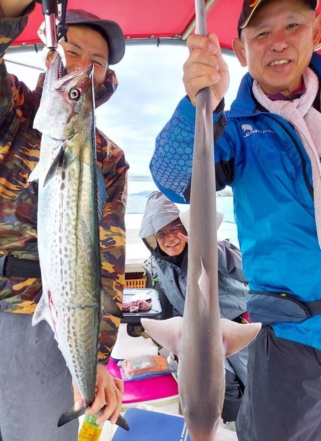 サゴシ(サワラ)