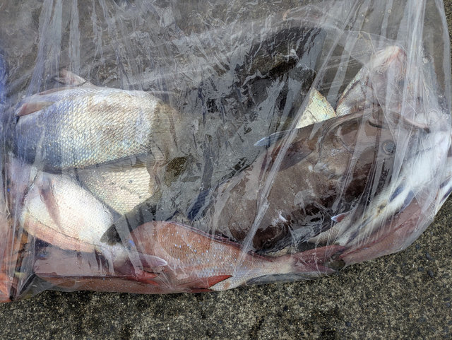 マダイ・マハタ