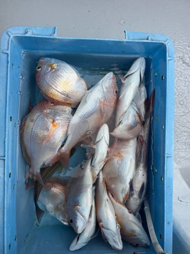 マダイ・レンコダイ(キダイ)・ハナダイ(チダイ)