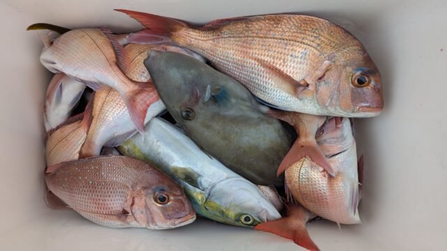 マダイ・ハマチ(ブリ)・ウマヅラハギ