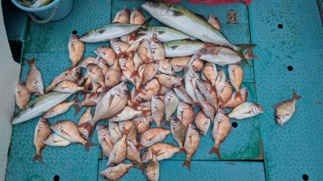 マダイ・ハマチ(ブリ)