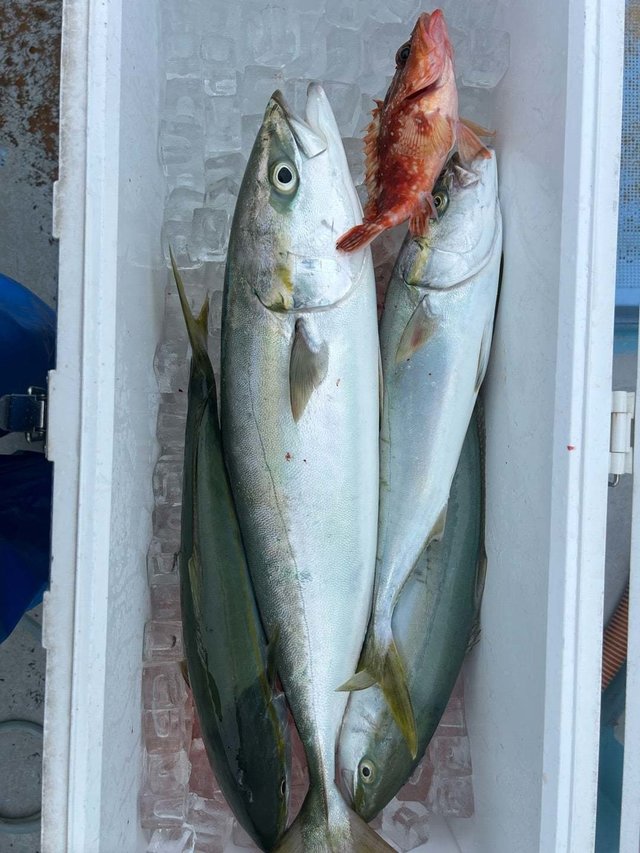 ワラサ(ブリ)・ハマチ(ブリ)・ガシラ(カサゴ)