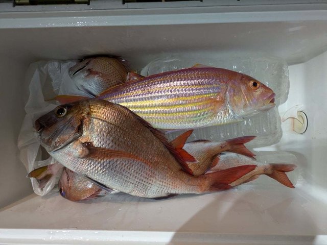 マダイ・イトヨリ(イトヨリダイ)