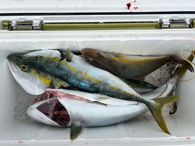 ワラサ(ブリ)・シオ(カンパチ)