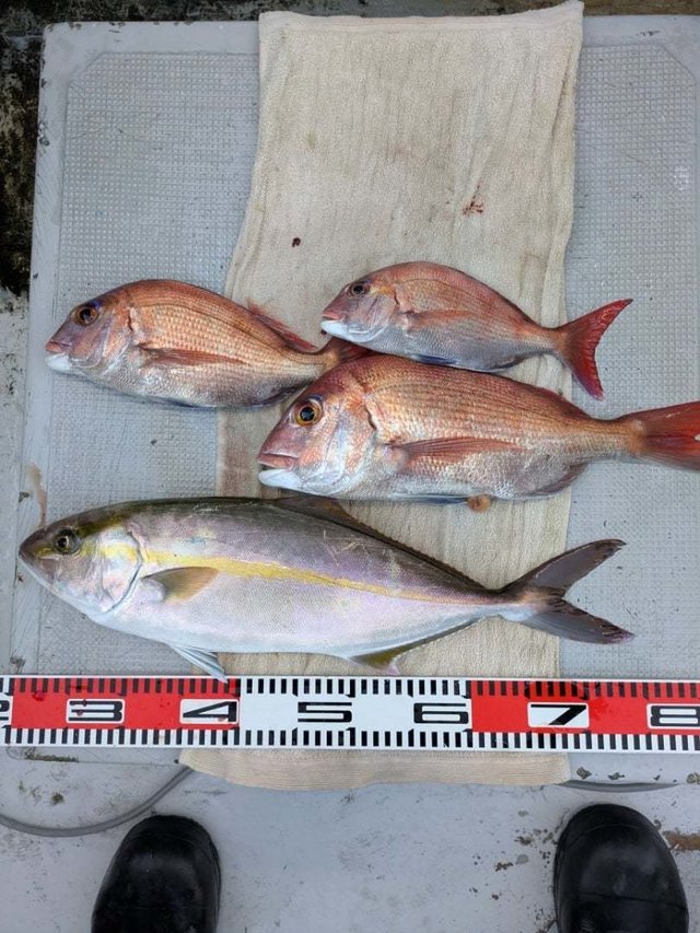 マダイ・カンパチ