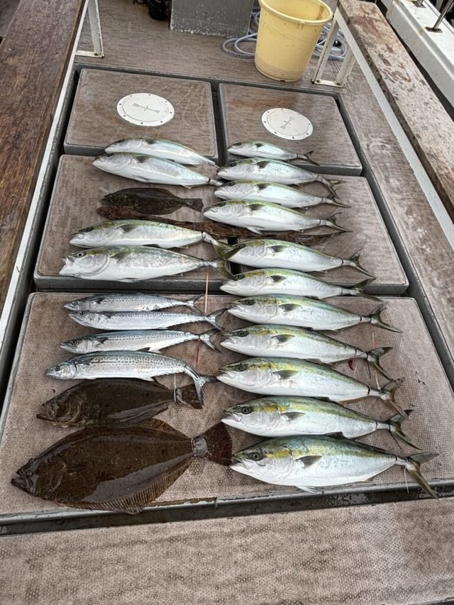 メジロ(ブリ)・サゴシ(サワラ)・ヒラメ