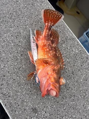 ウッカリカサゴ