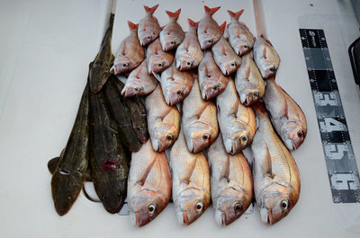 マダイ・マゴチ