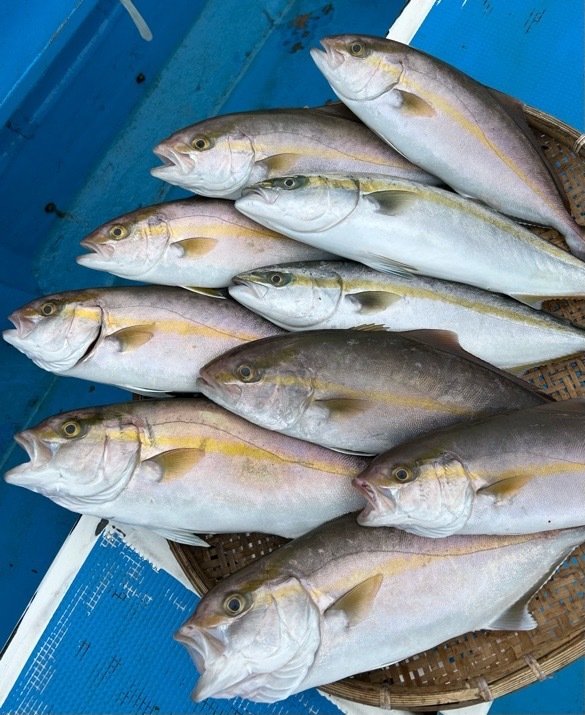 イナダ(ブリ)・カンパチ