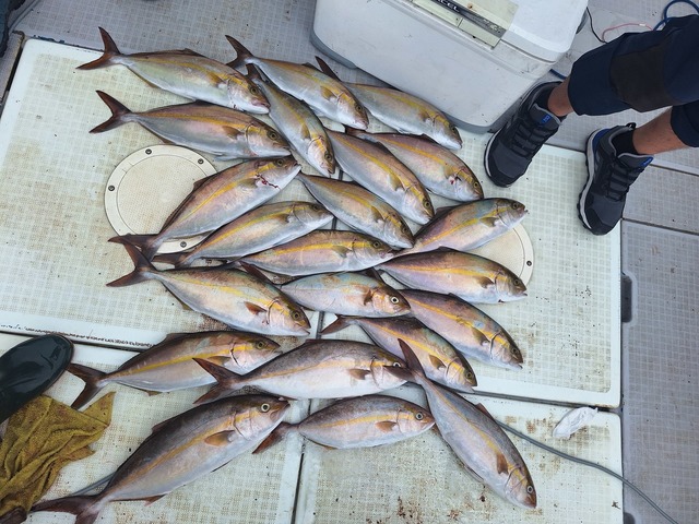 ヒラス(ヒラマサ)