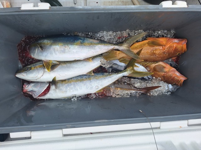 ヒラス(ヒラマサ)