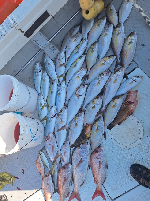 ヒラス(ヒラマサ)