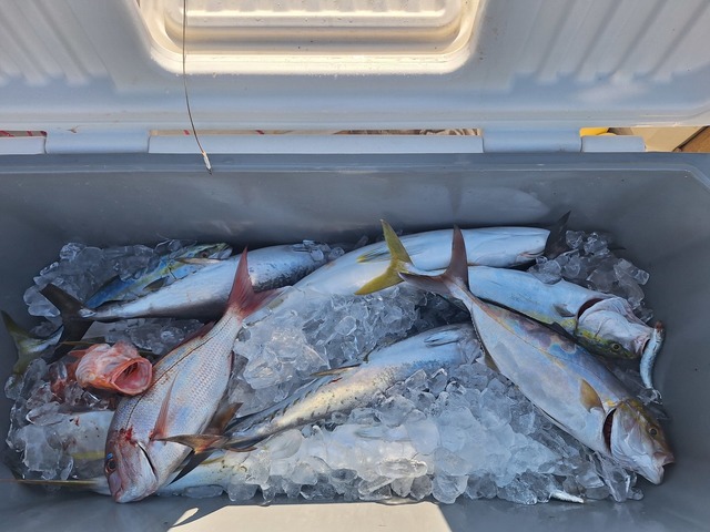 ヒラス(ヒラマサ)