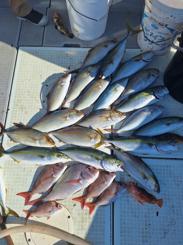 ヒラス(ヒラマサ)