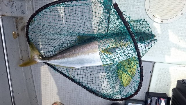 ヒラス(ヒラマサ)