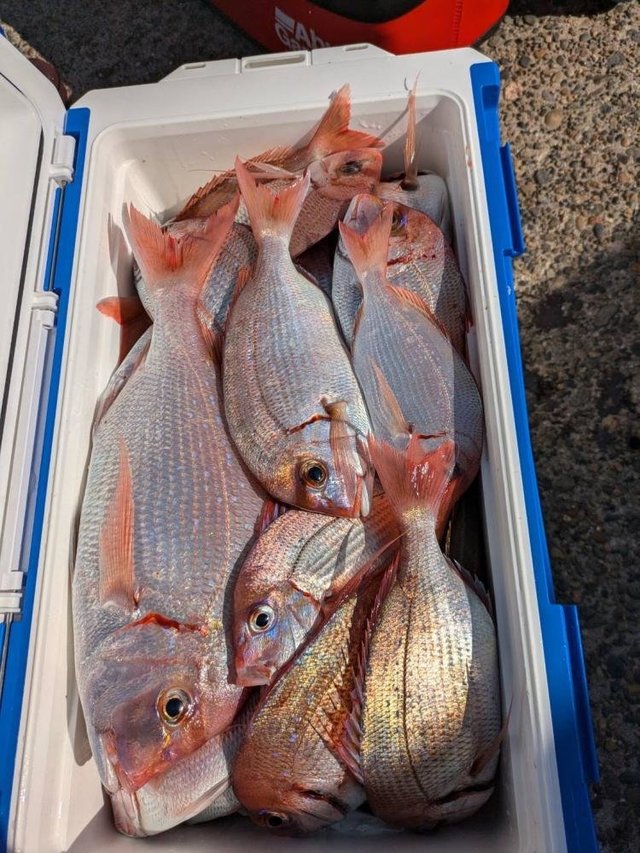 ハナダイ(チダイ)