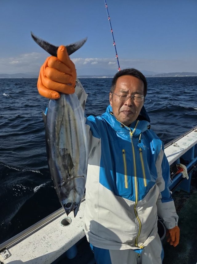 ホンカツオ(カツオ)