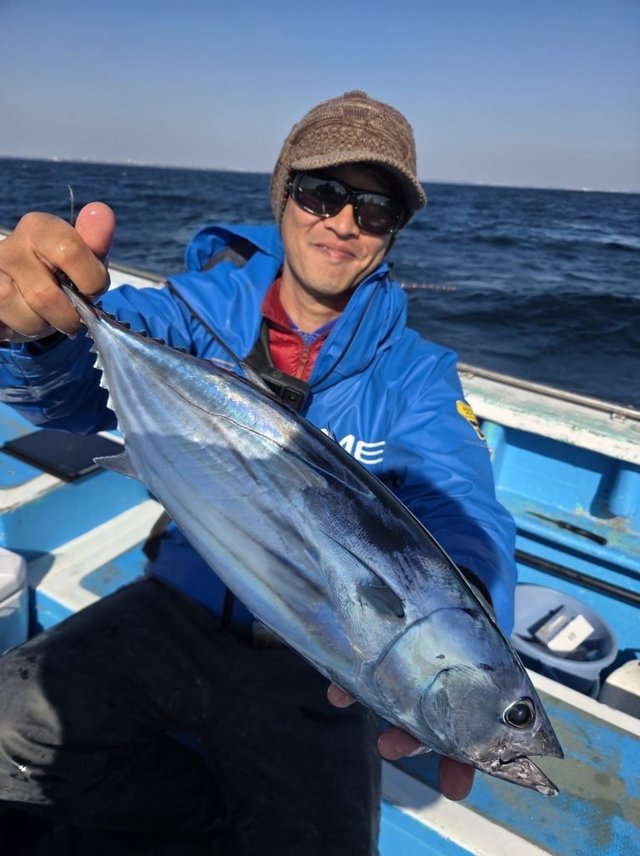 ホンカツオ(カツオ)