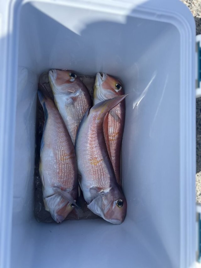 アマダイ(アカアマダイ)