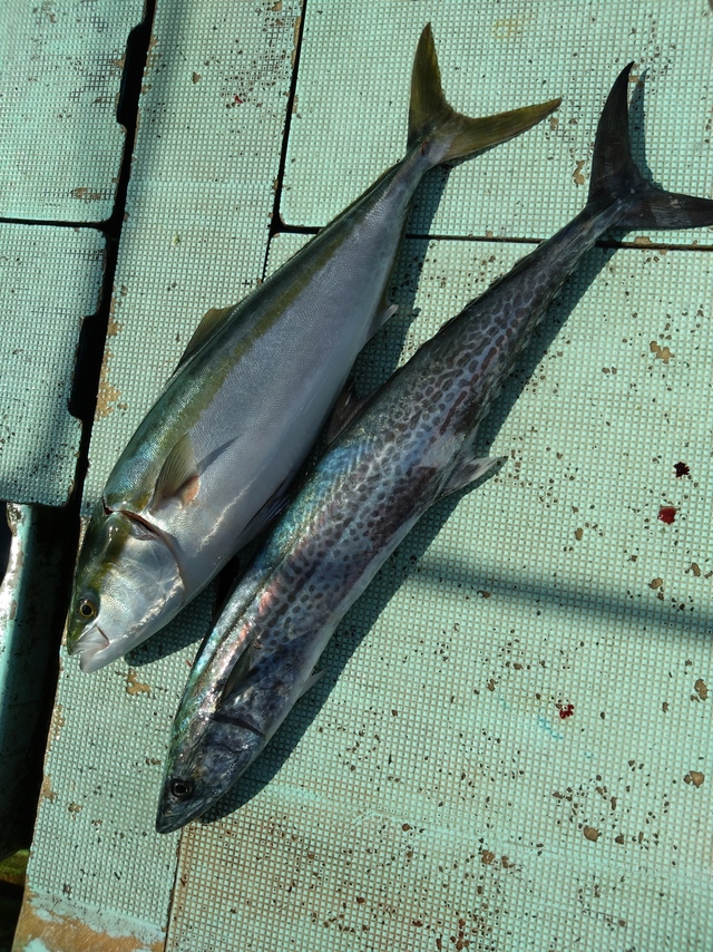 メジロ(ブリ)・サワラ