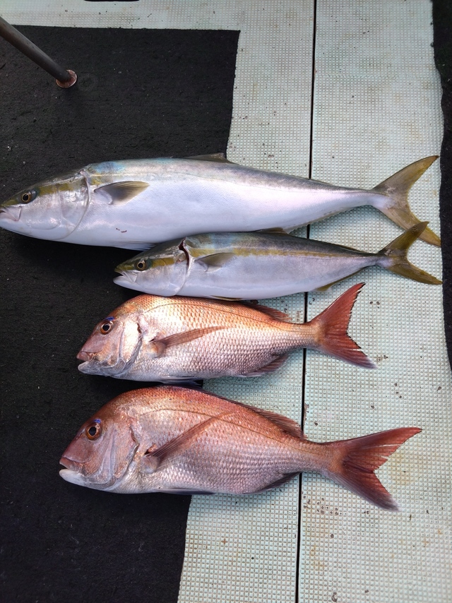 タイ(マダイ)・ハマチ(ブリ)・メジロ(ブリ)