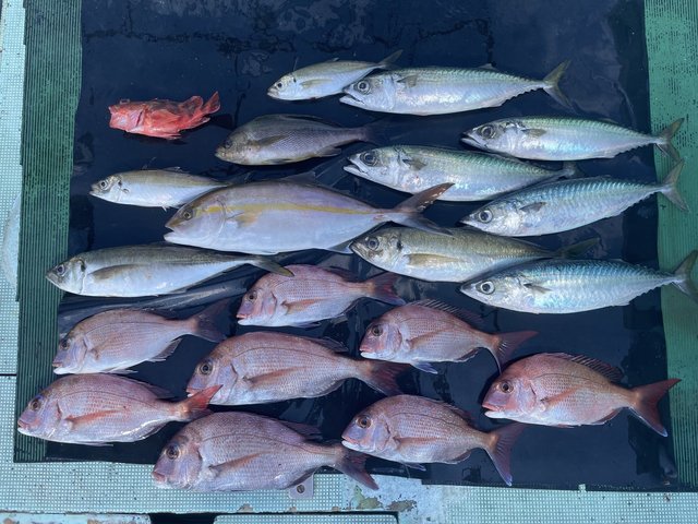 マダイ・マアジ・カンパチ・マサバ