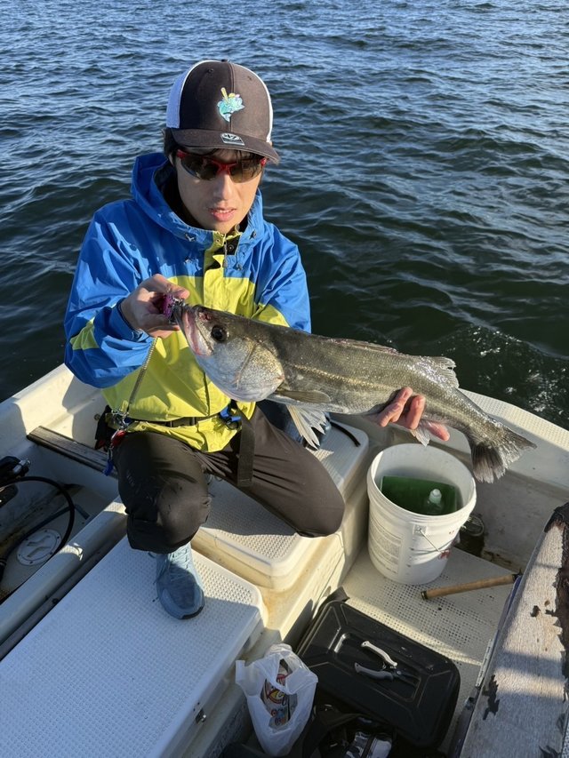 シーバス(スズキ)