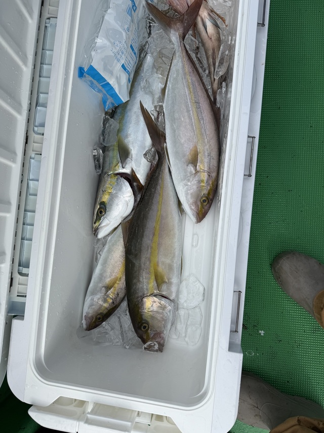 メジロ(ブリ)・カンパチ