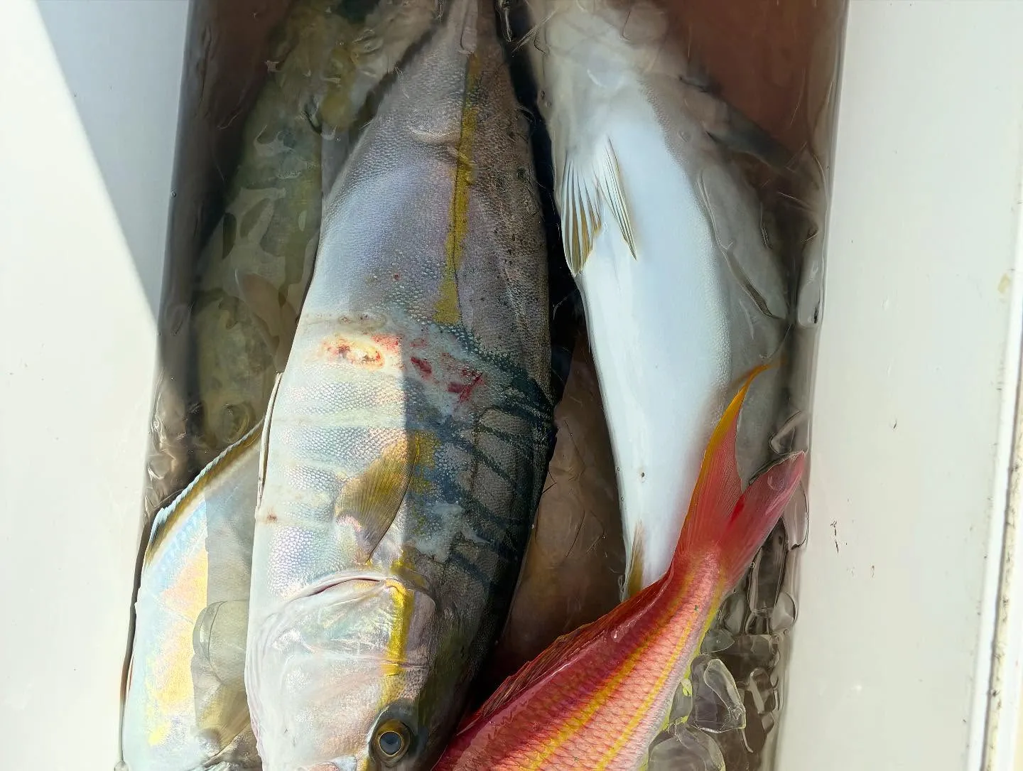 カンパチ・イトヨリ(イトヨリダイ)