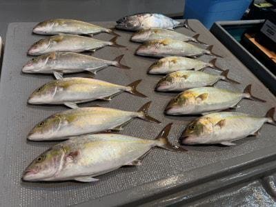 カンパチ・ヤマトガツオ(カツオ)