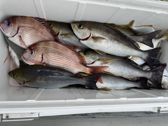 ハナダイ(チダイ)・イサキ