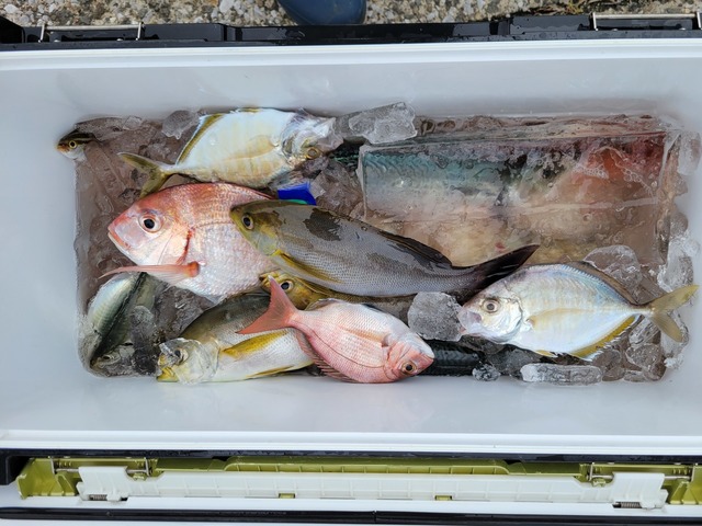 ハナダイ(チダイ)・カイワリ・イサキ