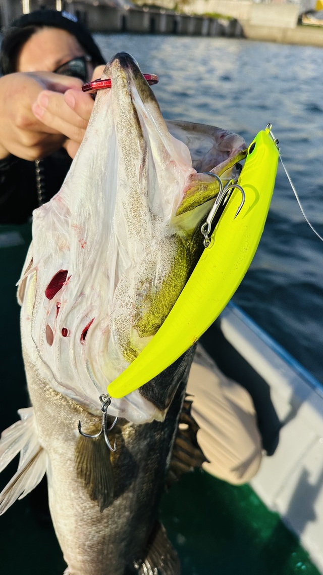 シーバス(スズキ)