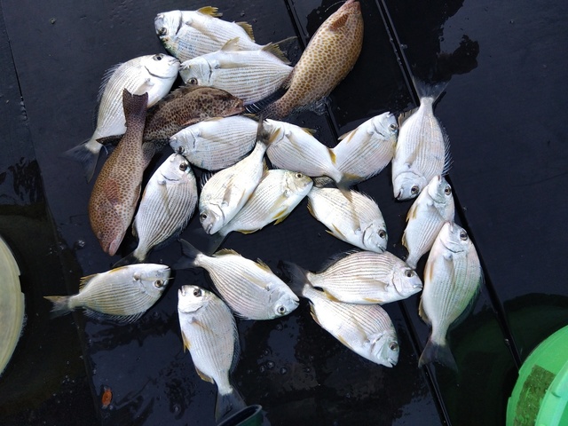 ヘダイ・オオモンハタ